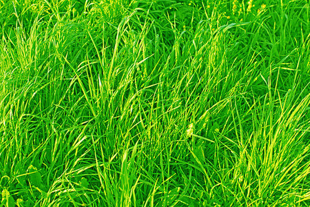 simsearch:400-09223422,k - Wild Meadow Grass In The Morning (with little drops of dew) Foto de stock - Royalty-Free Super Valor e Assinatura, Número: 400-09224716