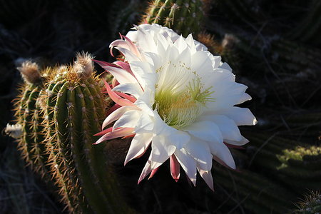 From cold, high-desert mountains in the north to subtropical desert lowlands in the south, Arizona presents a variety of discrete desert ecosystems, each providing habitat for numerous species of cacti. Cactus. Stock Photo - Budget Royalty-Free & Subscription, Code: 400-09224818