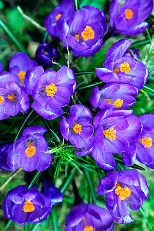 simsearch:6113-06626629,k - Row of Purple Crocus in Spring Foto de stock - Super Valor sin royalties y Suscripción, Código: 400-09224821