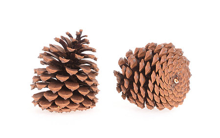 simsearch:689-03123993,k - Two pine cones isolated on a white background Stock Photo - Budget Royalty-Free & Subscription, Code: 400-09224832