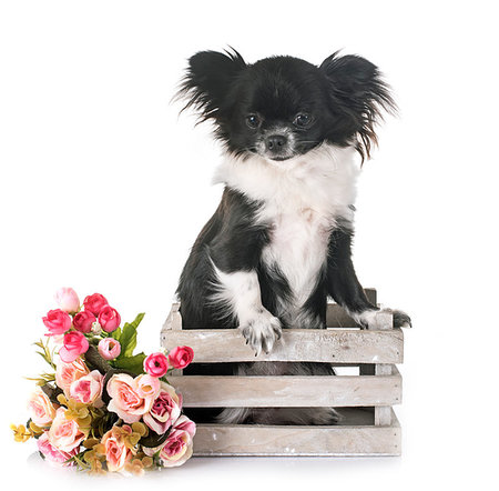 young chihuahua in front of white background Photographie de stock - Aubaine LD & Abonnement, Code: 400-09224919