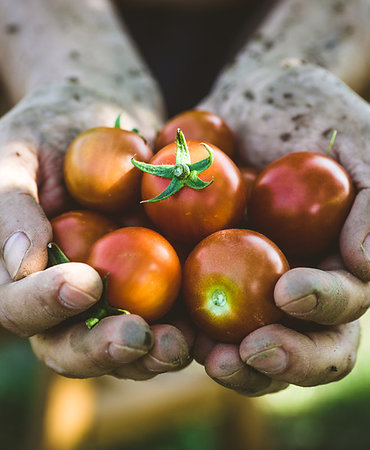 simsearch:400-06384379,k - Tomato harvest. Farmers hands with freshly harvested tomatoes. Stock Photo - Budget Royalty-Free & Subscription, Code: 400-09225111