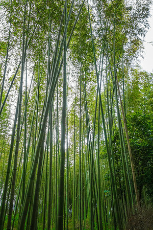 simsearch:855-03253060,k - Arashiyama bamboo forest in Sagano, Kyoto, Japan Photographie de stock - Aubaine LD & Abonnement, Code: 400-09225141