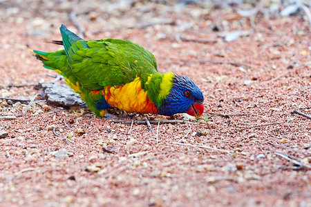 The portrait of a rainbow lorikeet on the ground Stockbilder - Microstock & Abonnement, Bildnummer: 400-09225255