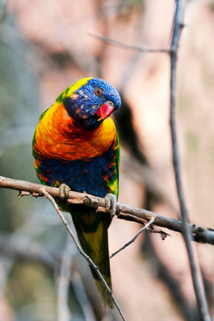 The portrait of a rainbow lorikeet sitting on a twig Stockbilder - Microstock & Abonnement, Bildnummer: 400-09225256