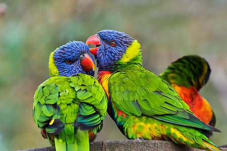 The portrait of two rainbow lorikeets Stockbilder - Microstock & Abonnement, Bildnummer: 400-09225257