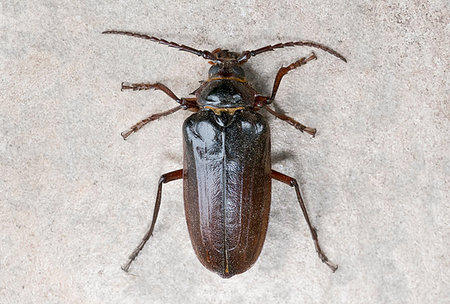 simsearch:400-09223319,k - California prionus beetle (Prionus californicus) Male with conical antennae. Photographie de stock - Aubaine LD & Abonnement, Code: 400-09225556