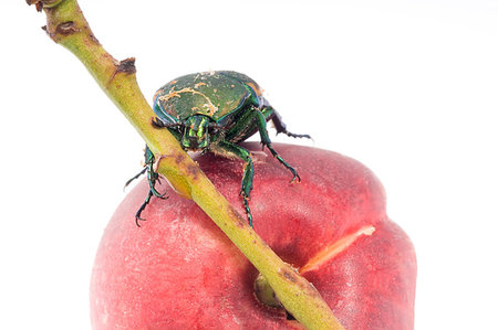 simsearch:400-09223319,k - Mettalic green fig beetle (Cotinus texana) on apricot also called 'green fruit beetle', 'junebug', and 'figeater'). Common to the southwestern United States. Foto de stock - Super Valor sin royalties y Suscripción, Código: 400-09225567