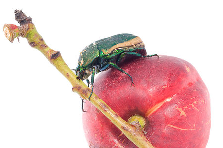 simsearch:400-09225556,k - Mettalic green fig beetle (Cotinus texana) on apricot also called 'green fruit beetle', 'junebug', and 'figeater'). Common to the southwestern United States. Photographie de stock - Aubaine LD & Abonnement, Code: 400-09225568