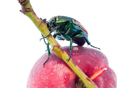 simsearch:400-09223319,k - Mettalic green fig beetle (Cotinus texana) on apricot also called 'green fruit beetle', 'junebug', and 'figeater'). Common to the southwestern United States. Photographie de stock - Aubaine LD & Abonnement, Code: 400-09225569