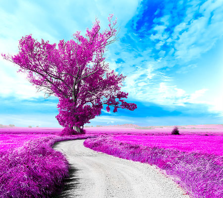 simsearch:400-04284665,k - Surreal tree and dreamscape.Road through the fields Stock Photo - Budget Royalty-Free & Subscription, Code: 400-09225699