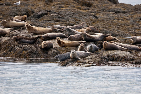 Seals live in colonies on beaches, Castine, USA Stock Photo - Budget Royalty-Free & Subscription, Code: 400-09225780
