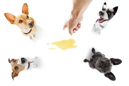 educazione all'uso del vaso - couple of dogs being punished for urinate or pee  at home by his owner, isolated on white background Fotografie stock - Microstock e Abbonamento, Codice: 400-09225805