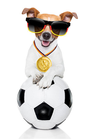 dog fan - soccer jack russell  dog playing with leather ball  , isolated on white background and german  flag wearing sunglasses Stock Photo - Budget Royalty-Free & Subscription, Code: 400-09225814