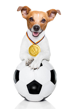 dog fan - soccer jack russell  dog playing with leather ball  , isolated on white background and german  flag Stock Photo - Budget Royalty-Free & Subscription, Code: 400-09225815