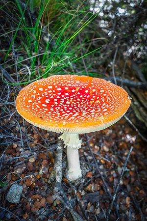 simsearch:400-04227194,k - Amanita muscaria. fly agaric toadstool mushroom. Close-up view Photographie de stock - Aubaine LD & Abonnement, Code: 400-09226011