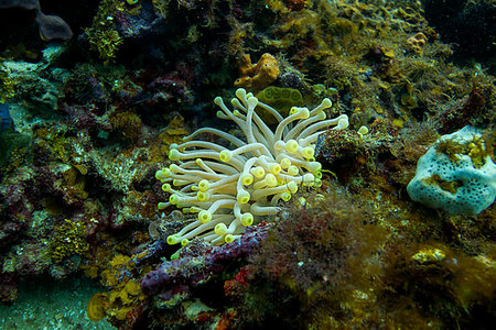 simsearch:6118-09112146,k - small condylactis gigantea in a coral reef Photographie de stock - Aubaine LD & Abonnement, Code: 400-09226028