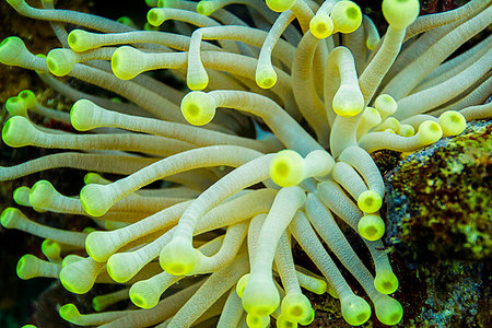 close up of a condylactis gigantea in a coral reef Photographie de stock - Aubaine LD & Abonnement, Code: 400-09226029