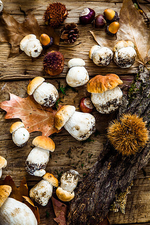 simsearch:400-05305223,k - Mushroom  over Wooden Background. Autumn Cep Mushrooms on wood. Autumn forest fruit Foto de stock - Super Valor sin royalties y Suscripción, Código: 400-09226021