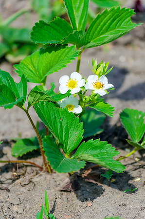 simsearch:400-03963853,k - white flowers garden strawberries on the stem in the spring Stock Photo - Budget Royalty-Free & Subscription, Code: 400-09226100