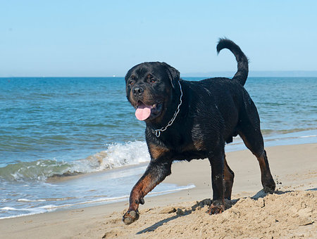 running rottweiler - purebred rottweiler walking on the sand in summer Stock Photo - Budget Royalty-Free & Subscription, Code: 400-09226255