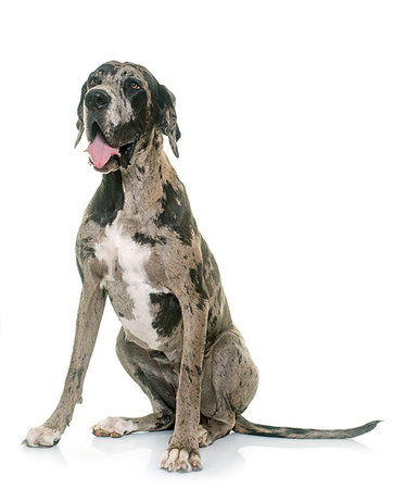danish ethnicity (female) - Great Dane in front of white background Stock Photo - Budget Royalty-Free & Subscription, Code: 400-09226266