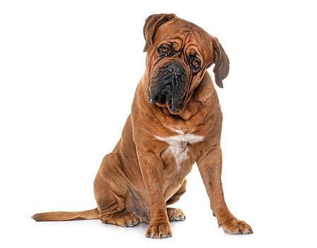 simsearch:400-08669628,k - Bordeaux mastiff in front of white background Stock Photo - Budget Royalty-Free & Subscription, Code: 400-09226261