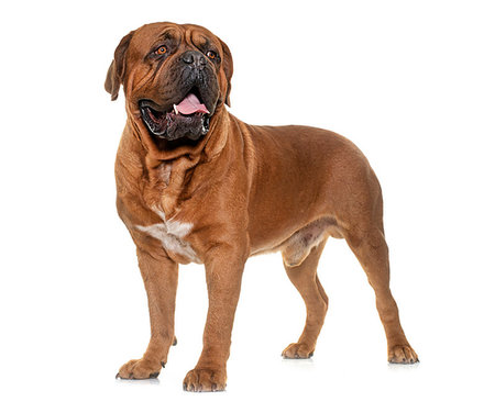 simsearch:400-08669628,k - Bordeaux mastiff in front of white background Stock Photo - Budget Royalty-Free & Subscription, Code: 400-09226262