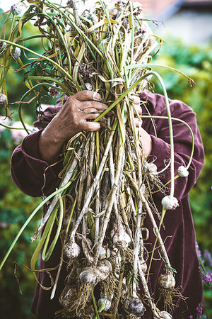 Summer vegetable garden concept with gardener harvesting ripe garlic Stock Photo - Budget Royalty-Free & Subscription, Code: 400-09226360