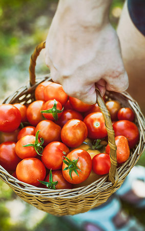 simsearch:400-06384379,k - Tomato harvest. Farmers hands with freshly harvested tomatoes. Stock Photo - Budget Royalty-Free & Subscription, Code: 400-09220844