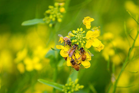 A honey basket of a mobile honey collection plant, in a mustard field, in munshigonj, Dhaka, Bangladesh. Stock Photo - Budget Royalty-Free & Subscription, Code: 400-09220850