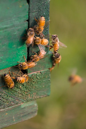 A honey basket of a mobile honey collection plant, in a mustard field, in munshigonj, Dhaka, Bangladesh. Stock Photo - Budget Royalty-Free & Subscription, Code: 400-09220853