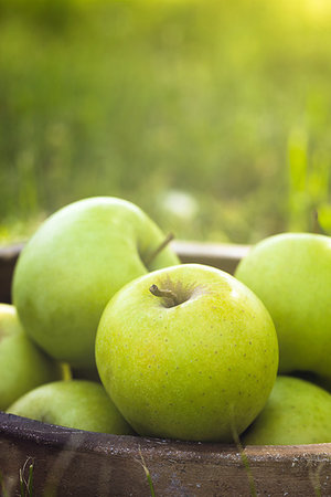 simsearch:825-03626863,k - Organic apples in basket in summer grass. Fresh apples in nature Stock Photo - Budget Royalty-Free & Subscription, Code: 400-09220905