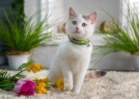 simsearch:400-06913180,k - White young cat sitting in a spring studio with flowers Foto de stock - Super Valor sin royalties y Suscripción, Código: 400-09220965