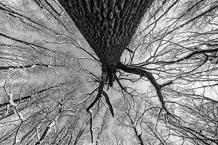 qwerty1983 (artist) - Monochrome photo of a grunge forest with trees and branches seen from below upwards during winter Foto de stock - Super Valor sin royalties y Suscripción, Código: 400-09221034