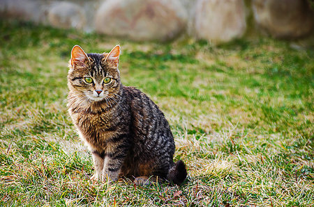 simsearch:400-06768635,k - The cat walks in the fresh air on green grass Foto de stock - Royalty-Free Super Valor e Assinatura, Número: 400-09221058