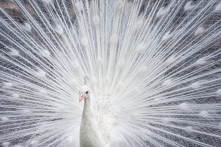 White peacock showing off his colorful tail fully opened Stockbilder - Microstock & Abonnement, Bildnummer: 400-09221164