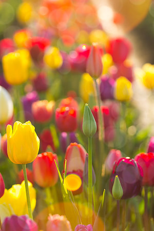 simsearch:400-08400581,k - Fields of Tulips Flowers in full bloom bathed in sunlight at Tulip Festival in Woodburn Oregon Photographie de stock - Aubaine LD & Abonnement, Code: 400-09221319