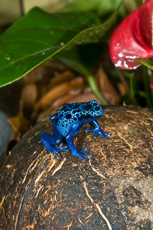 poisonous frog - Poison Dart Frog Photographie de stock - Aubaine LD & Abonnement, Code: 400-09221348