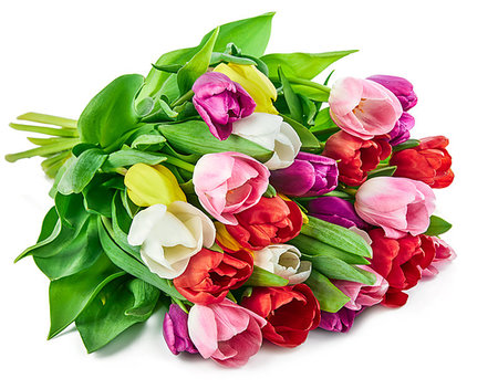 Spring tulips flowers bouquet, romantic greeting gift for birthday or Saint Valentines day holiday, isolated on white background. Stock Photo - Budget Royalty-Free & Subscription, Code: 400-09221420