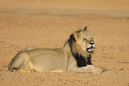 simsearch:400-06207209,k - Big male African lion (Panthera leo), Kalahari desert, South Africa Fotografie stock - Microstock e Abbonamento, Codice: 400-09221437