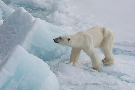 simsearch:400-04237135,k - Polar bear walking on the ice in arctic landscape sniffing around. Photographie de stock - Aubaine LD & Abonnement, Code: 400-09221430