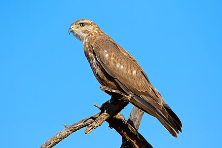 A Steppe buzzard (Buteo buteo) perched on a branch, South Africa Stockbilder - Microstock & Abonnement, Bildnummer: 400-09221444