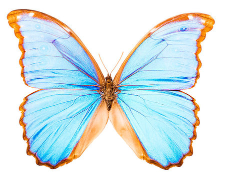 simsearch:400-04587179,k - Morpho didius is a large blue butterfly endemic to Peru. Isolated on white Foto de stock - Super Valor sin royalties y Suscripción, Código: 400-09221449