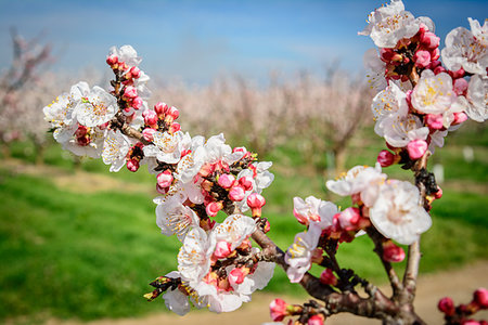 Blossoming apricot tree in Benissanet, a beautiful town in Catalonia, Spain. Flowers sprout during the spring and the landscape is transformed. The fields flowered transmit sensations positive and of hope. Stock Photo - Budget Royalty-Free & Subscription, Code: 400-09221497