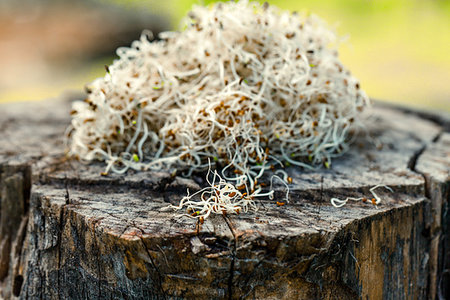 Heathy eating food. Alfalfa sprouts on wood Foto de stock - Super Valor sin royalties y Suscripción, Código: 400-09221696