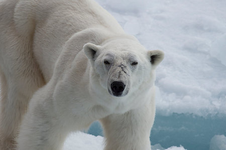 simsearch:400-05361275,k - Polar bear walking on the ice in arctic landscape sniffing around. Foto de stock - Super Valor sin royalties y Suscripción, Código: 400-09221908
