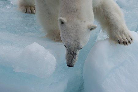 simsearch:400-05361275,k - Polar bear walking on the ice in arctic landscape sniffing around. Foto de stock - Super Valor sin royalties y Suscripción, Código: 400-09221909