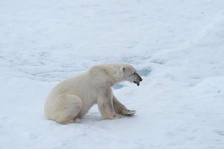 simsearch:400-05361275,k - Polar bear walking on the ice in arctic landscape sniffing around. Foto de stock - Super Valor sin royalties y Suscripción, Código: 400-09221910