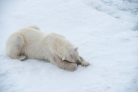 simsearch:400-04237135,k - Polar bear walking on the ice in arctic landscape sniffing around. Photographie de stock - Aubaine LD & Abonnement, Code: 400-09221911